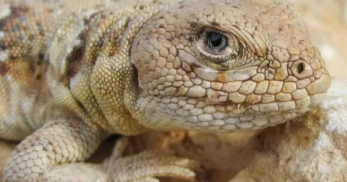 Cumbre en General Roca abordará minería, cambio climático y conservación de reptiles