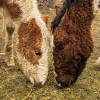 Imagen de Caballos con rulos que parecen salidos de un cuento y un viaje a la Línea Sur para descubrir otra Patagonia