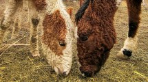 Imagen de Caballos con rulos que parecen salidos de un cuento y un viaje a la Línea Sur para descubrir otra Patagonia