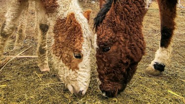 Caballos con rulos que parecen salidos de un cuento y un viaje a la Línea Sur para descubrir otra Patagonia