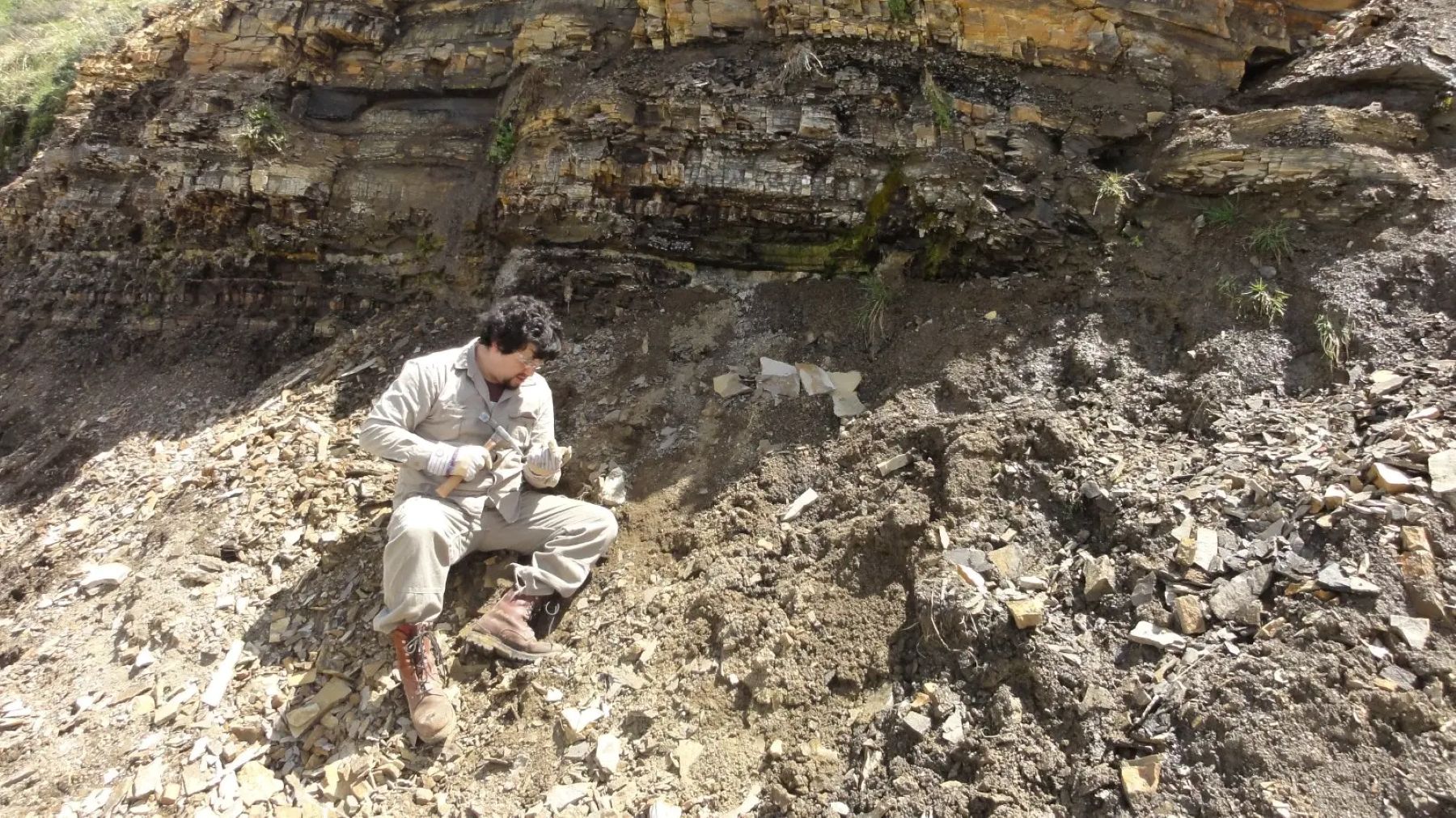 Identifican dos nuevas especies de plantas fósiles en Río Negro de hace 20 millones de años