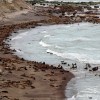 Imagen de Café con Ciencia: tres encuentros en Río Negro para descubrir la fauna, el universo y los mitos