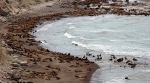 Imagen de Café con Ciencia: tres encuentros en Río Negro para descubrir la fauna, el universo y los mitos