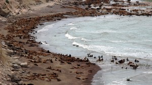 Café con Ciencia: tres encuentros en Río Negro para descubrir la fauna, el universo y los mitos