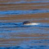Imagen de El regreso de una joya a la Patagonia: tras 40 años, detectan señales del huillín en Los Alerces