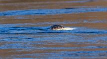 Imagen de El regreso de una joya a la Patagonia: tras 40 años, detectan señales del huillín en Los Alerces