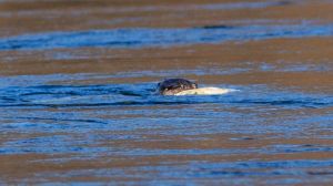 El regreso de una joya a la Patagonia: tras 40 años, detectan señales del huillín en Los Alerces
