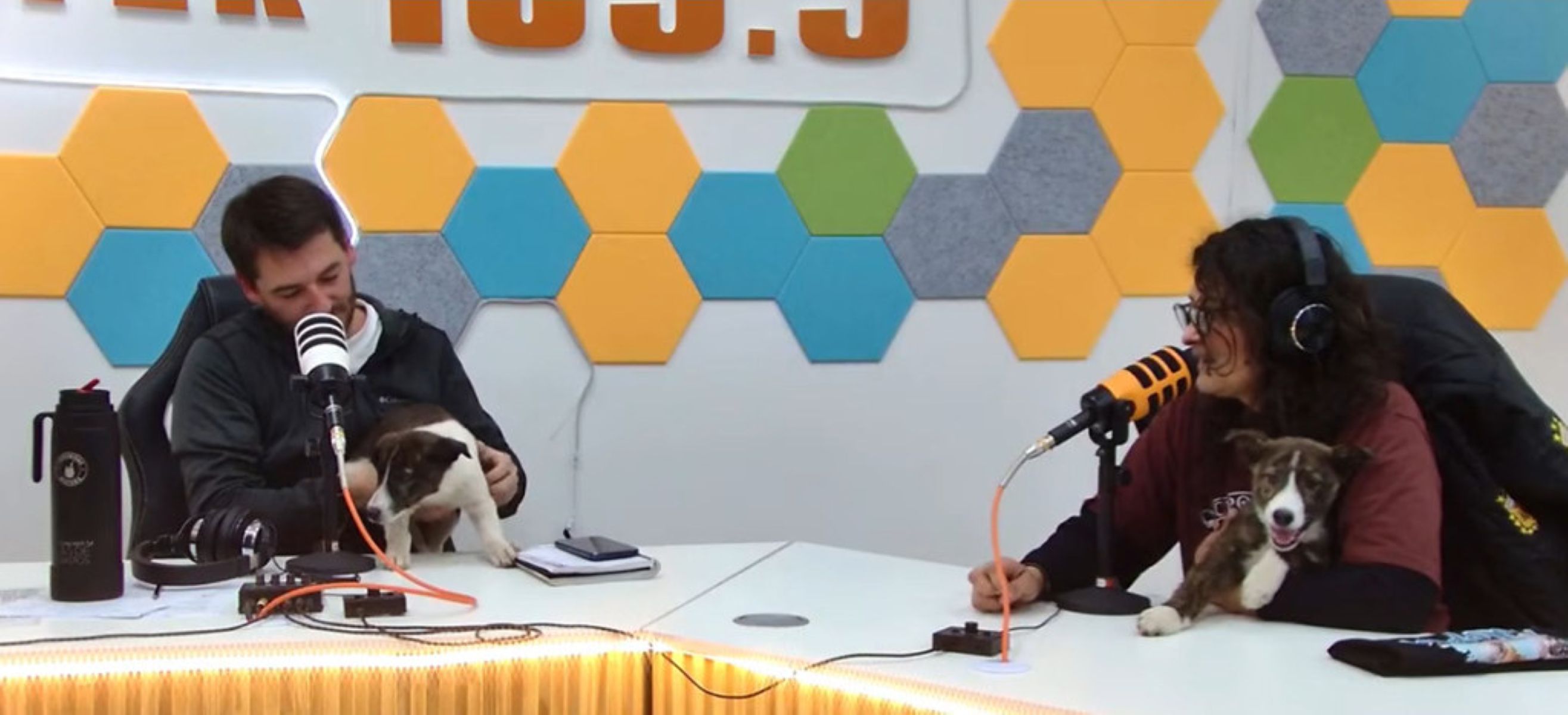 Cipolletti lanza campaña de adopción de mascotas junto a Funpabia