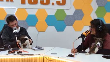 Cipolletti impulsa una campaña de adopción de animales junto a Funpabia y recuerda el cronograma de castraciones