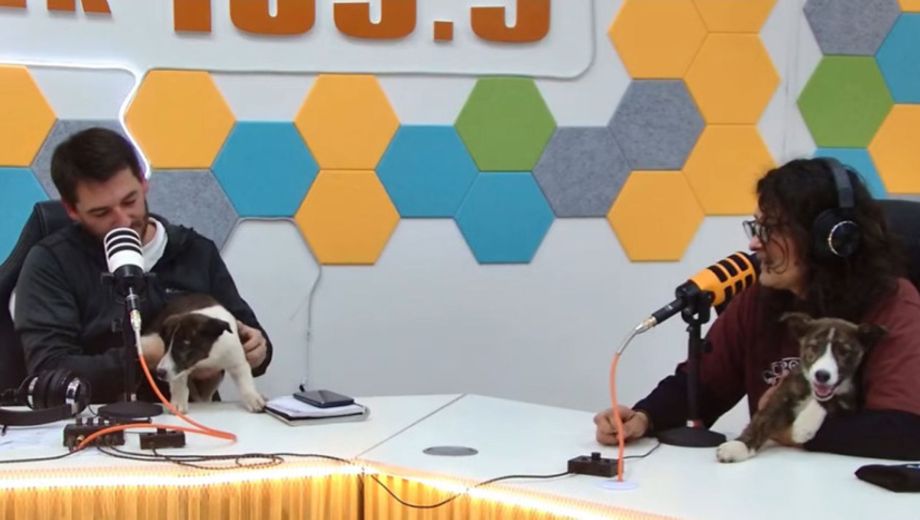 El intendente Rodrigo Buteler promocionó la campaña de adopción durante su streaming. Foto: Municipalidad de Cipolletti.