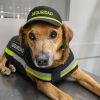Imagen de Campaña de adopción en Cipolletti: cinco mascotas buscan un hogar