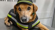 Imagen de Campaña de adopción en Cipolletti: cinco mascotas buscan un hogar