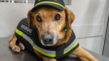 Campaña de adopción en Cipolletti: cinco mascotas buscan un hogar