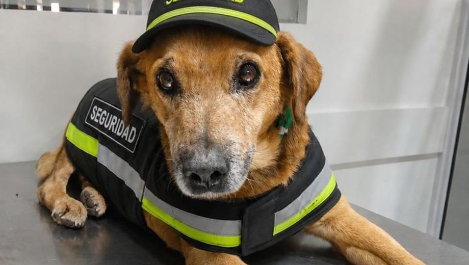 Antes de adoptar, el municipio recomienda conocer la edad, la salud y el comportamiento del animal. Foto: Municipalidad de Cipolletti.