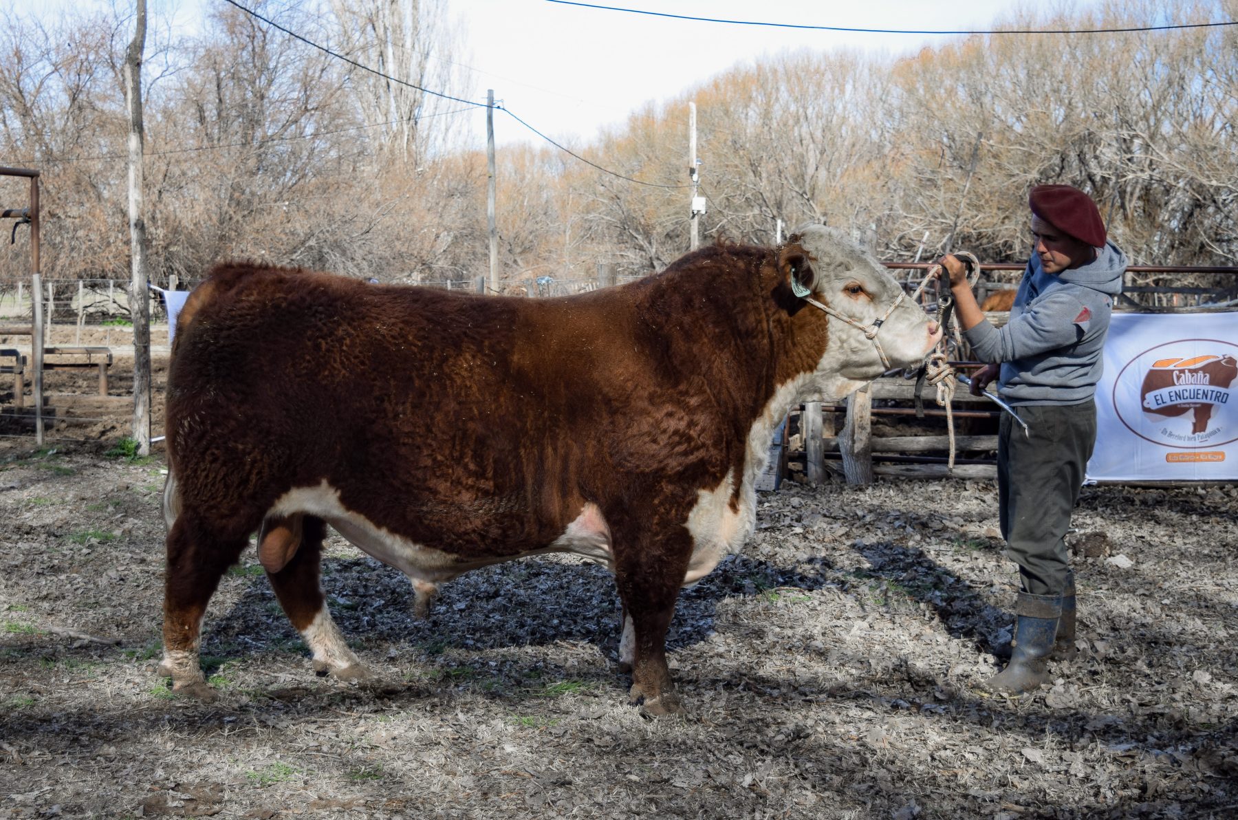 Importancia de la evaluación reproductiva de toros en la Patagonia