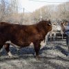 Imagen de Evaluación de aptitud reproductiva: por qué es clave revisar los toros antes del servicio