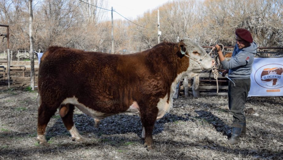 Evaluación de la aptitud reproductiva de los toros. Foto: gentileza Gabriel Jelen.