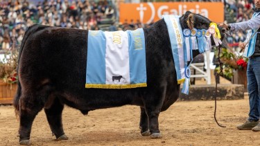 La cabaña de La Dulce, en Necochea, que conquistó con el toro RIP el Gran Campeón Angus de Palermo 2026