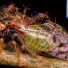 Imagen de Cientos de observadores documentaron más de 1.200 especies en el quinto Safari de Invierno