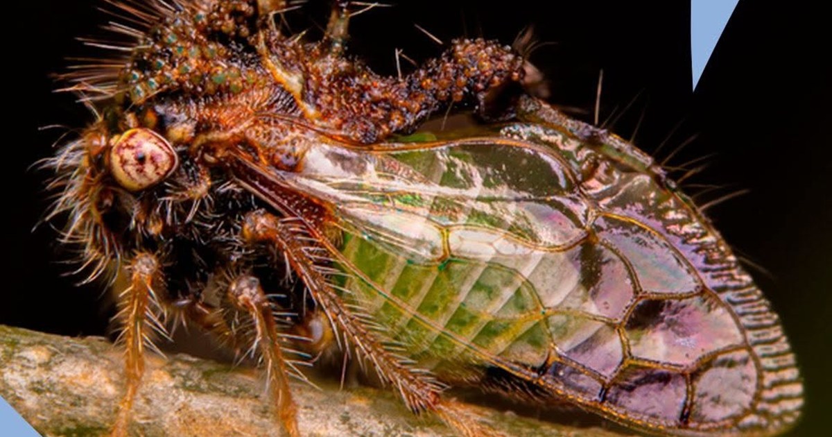 Más de 1.200 especies registradas en el quinto Safari de Invierno