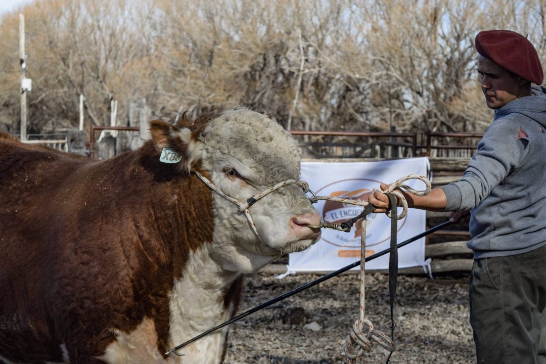 Es recomendable, una vez hecha la EAR, no olvidarse del resultado e ir controlando los toros periódicamente durante el servicio.
