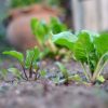 Imagen de Huerta en casa: la verdura que todavía podés sembrar en agosto y cosechar varias veces durante la primavera