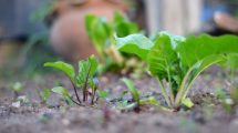 Imagen de Huerta en casa: la verdura que todavía podés sembrar en agosto y cosechar varias veces durante la primavera