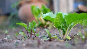 Huerta en casa: la verdura que todavía podés sembrar en agosto y cosechar varias veces durante la primavera