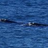 Imagen de Apareció otro ballenato muerto en Puerto Madryn: es el segundo en menos de 24 horas”