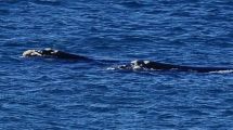 Imagen de Apareció otro ballenato muerto en Puerto Madryn: es el segundo en menos de 24 horas