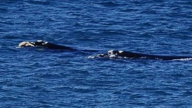 Apareció otro ballenato muerto en Puerto Madryn: es el segundo en menos de 24 horas