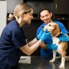 Imagen de Día del veterinario: por qué se celebra hoy 6 de agosto en el país
