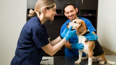 Día del veterinario: por qué se celebra hoy 6 de agosto en el país
