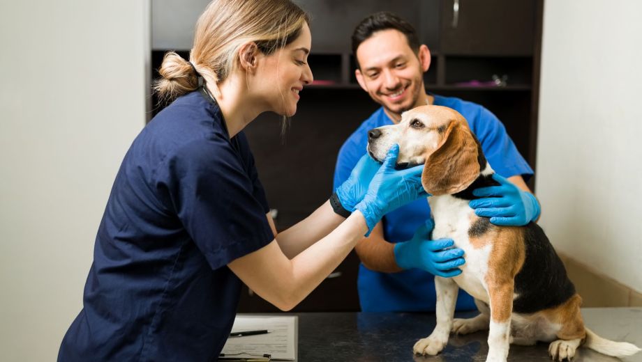 El día conmemora a quienes dedican su vida a la salud animal y al bienestar de toda la comunidad. (Foto: archivo)