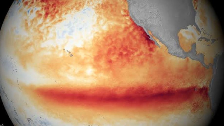 Las lluvias y el calor que trae El Niño generan más alimento y mejores condiciones de supervivencia para el ratón colilargo, lo que dispara su población y aumenta el riesgo de contagio.