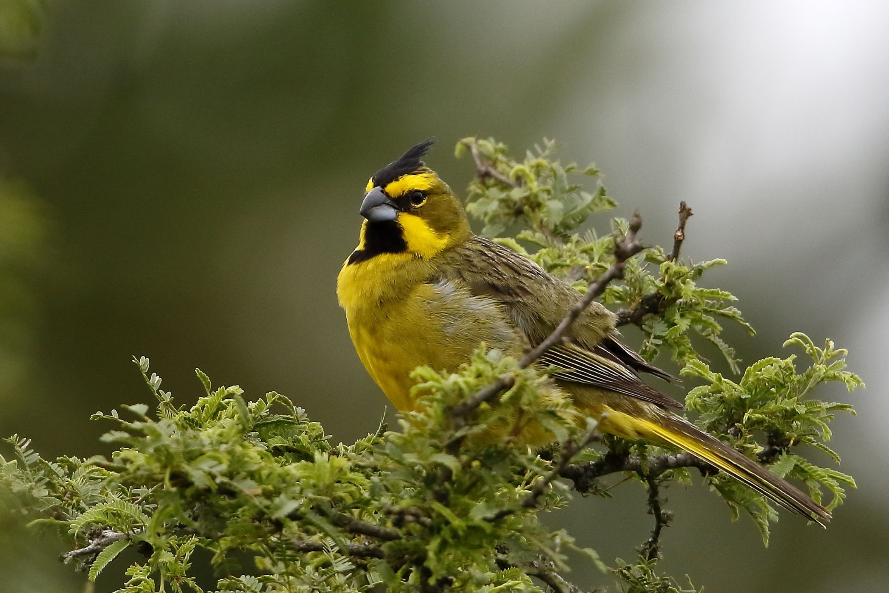 Un estudio revela el tráfico ilegal que afecta al cardenal amarillo