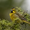 Imagen de Un estudio sobre el cardenal amarillo revela cómo opera el tráfico ilegal