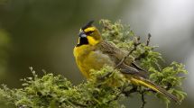 Imagen de Un estudio sobre el cardenal amarillo revela cómo opera el tráfico ilegal