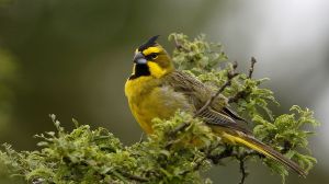 Un estudio sobre el cardenal amarillo revela cómo opera el tráfico ilegal