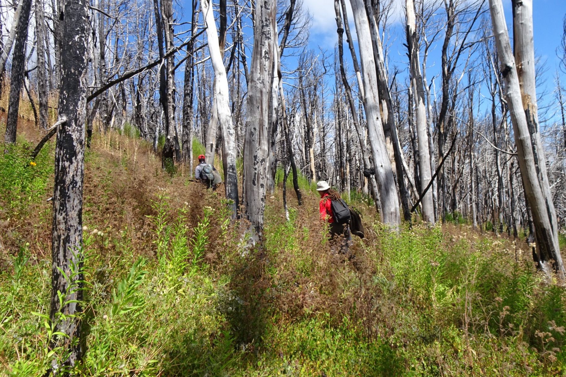 Investigadoras analizan la resiliencia de los bosques patagónicos ante incendios