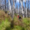 Imagen de Qué es la resiliencia de los bosques y cómo se estudiará en Patagonia