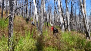 Qué es la resiliencia de los bosques y cómo se estudiará en Patagonia