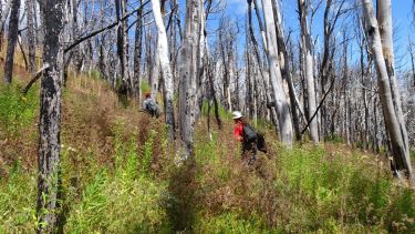 Qué es la resiliencia de los bosques y cómo se estudiará en Patagonia