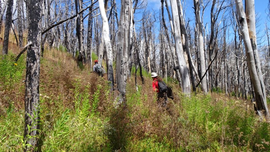Investigadoras del Conicet estudian cómo se recuperan los bosques andino-patagónicos después de incendios de alta severidad
