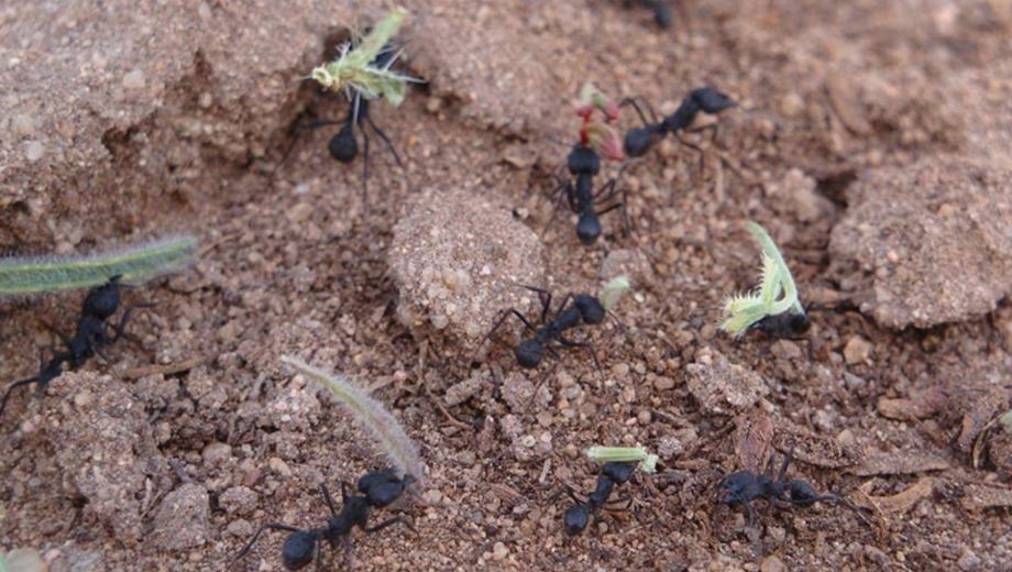 Farji-Brener descubrió que las hormigas cortadoras organizan un complejo tránsito vial, diseñan basureros sanitarios y actúan como ingenieros del ecosistema