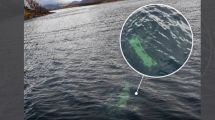 Imagen de Misterio en Chubut: hallan una camioneta hundida en un lago e investigan qué pasó con sus ocupantes