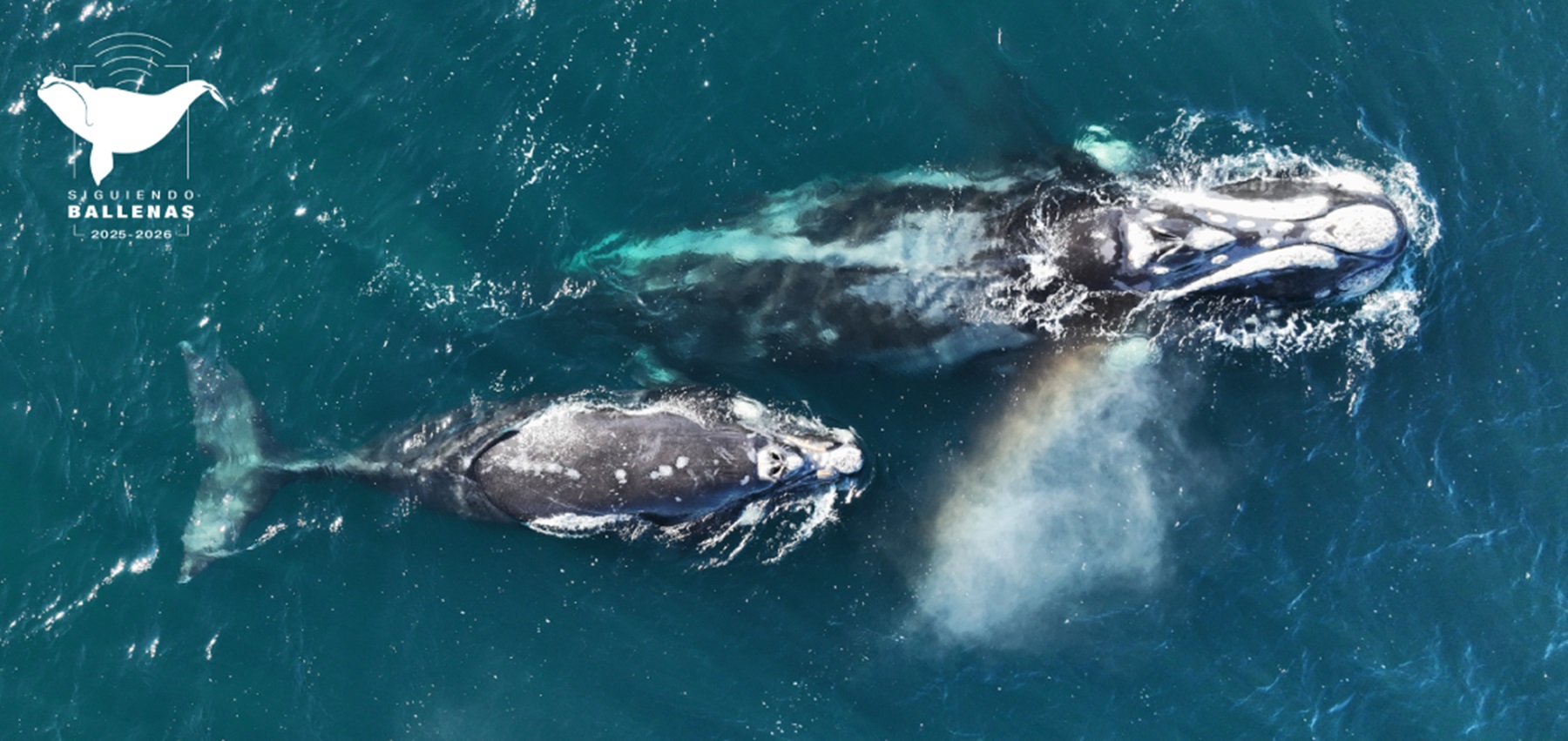 Atenea, la ballena franca austral que cruzó de Atlántico a Pacífico