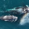 Imagen de Atenea, la ballena franca austral que sorprendió al viajar entre el Atlántico y el Pacífico