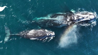 Atenea, la ballena franca austral que sorprendió al viajar entre el Atlántico y el Pacífico