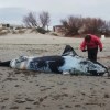 Imagen de Tres ballenas aparecieron muertas y activaron un operativo en la costa de Puerto Madryn